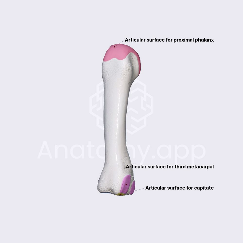 Fourth metacarpal bone
