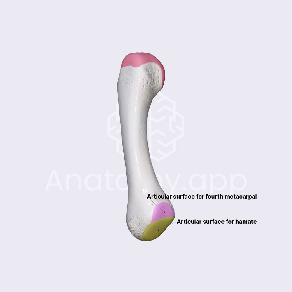 Fifth metacarpal bone