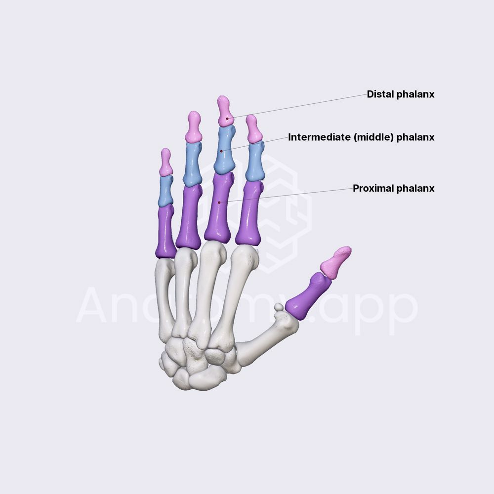 Phalanges of hand