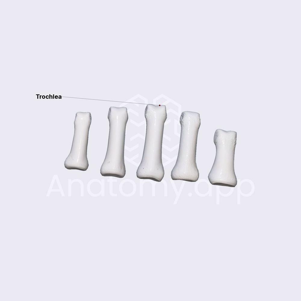 Proximal phalanges of hand