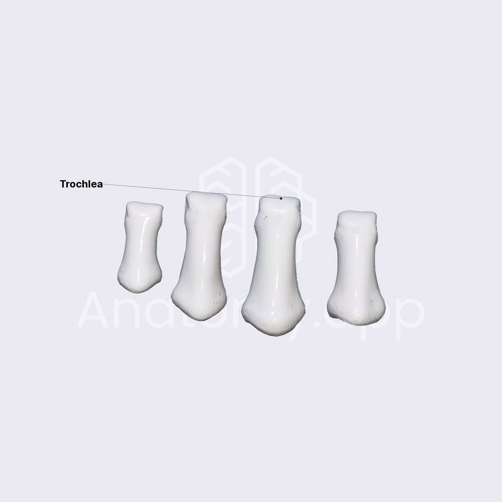 Intermediate (middle) phalanges of hand