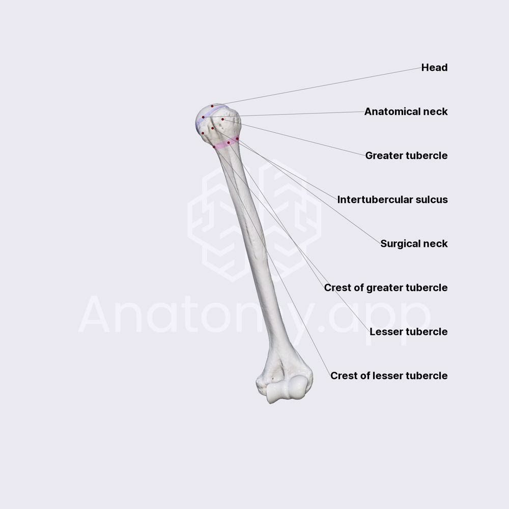 Humerus (proximal epiphysis)