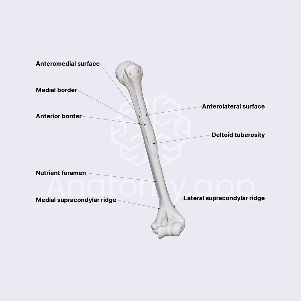 Humerus (diaphysis)