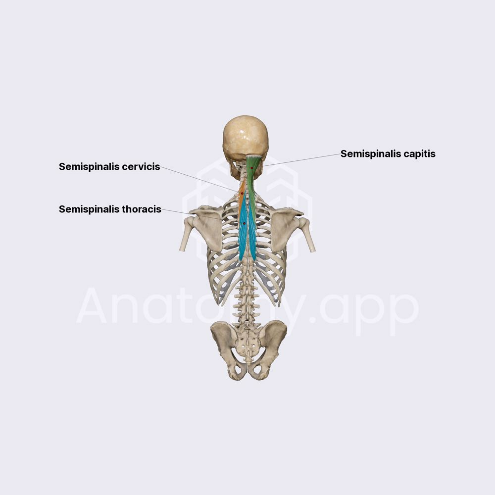 Semispinalis muscles