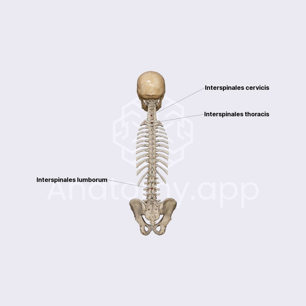 Interspinales muscles