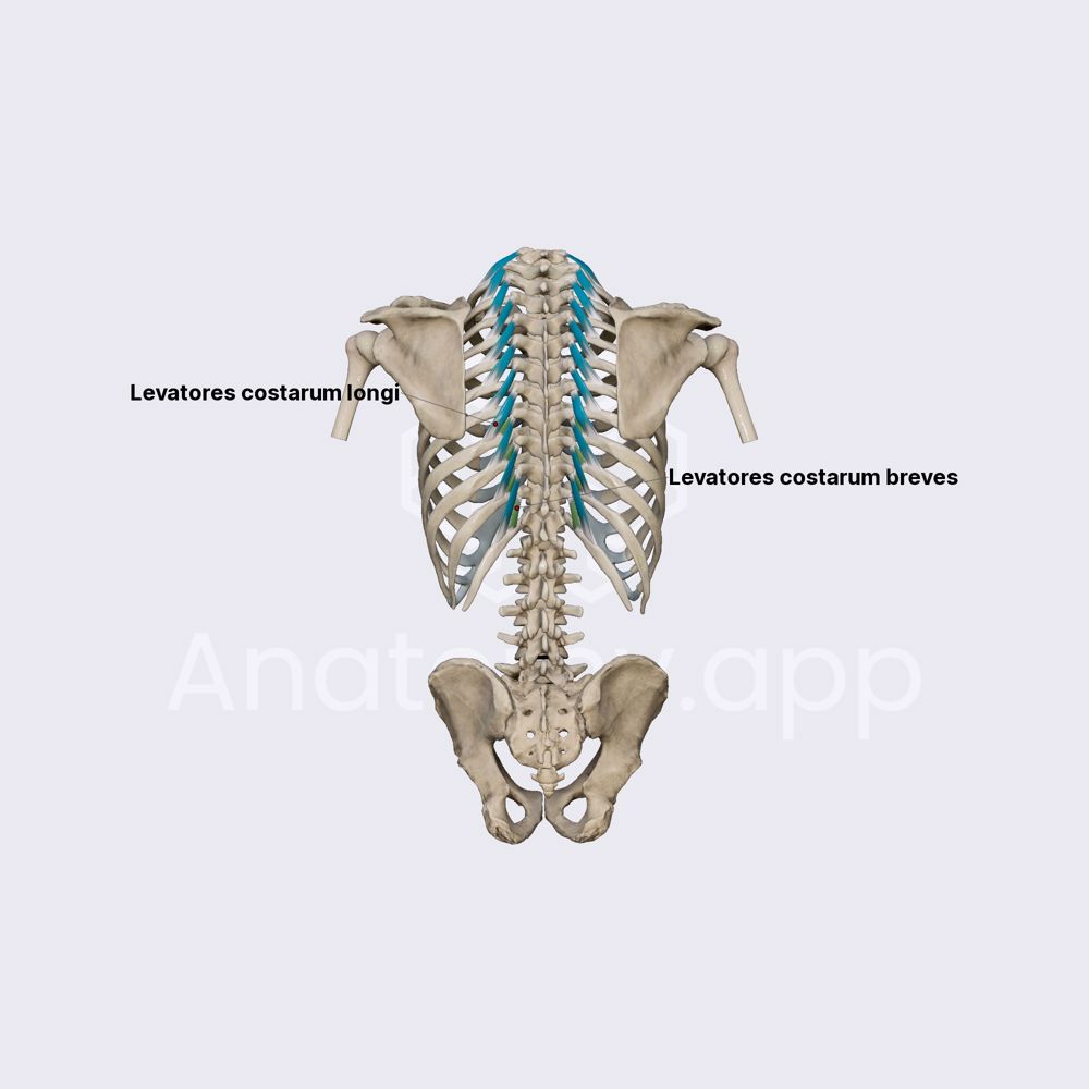 Levatores costarum muscles
