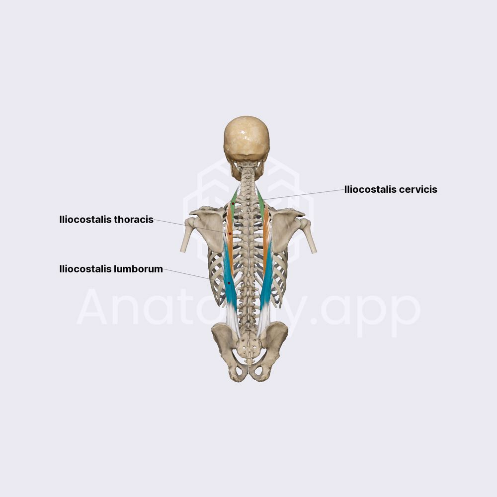 Iliocostalis muscle