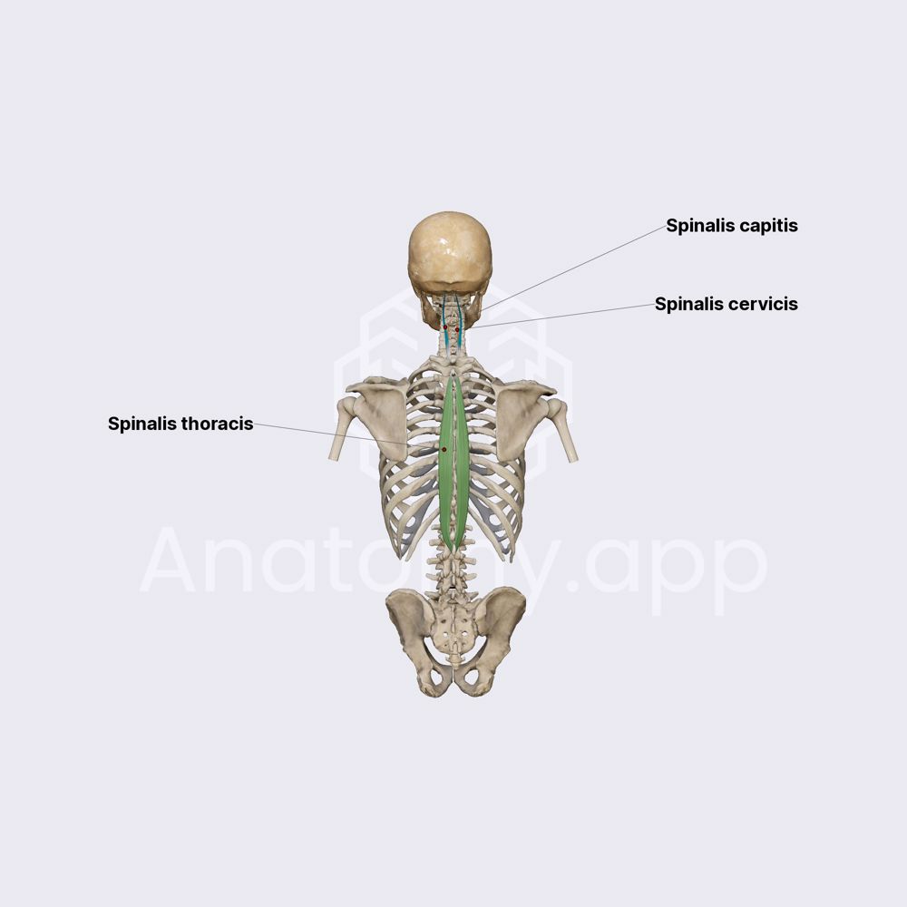 Spinalis muscle