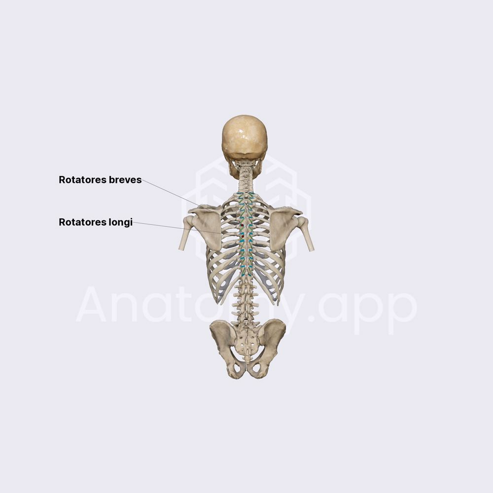Rotatores spinae muscles