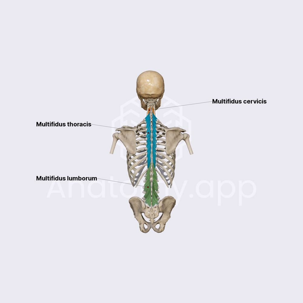 Multifidus muscles