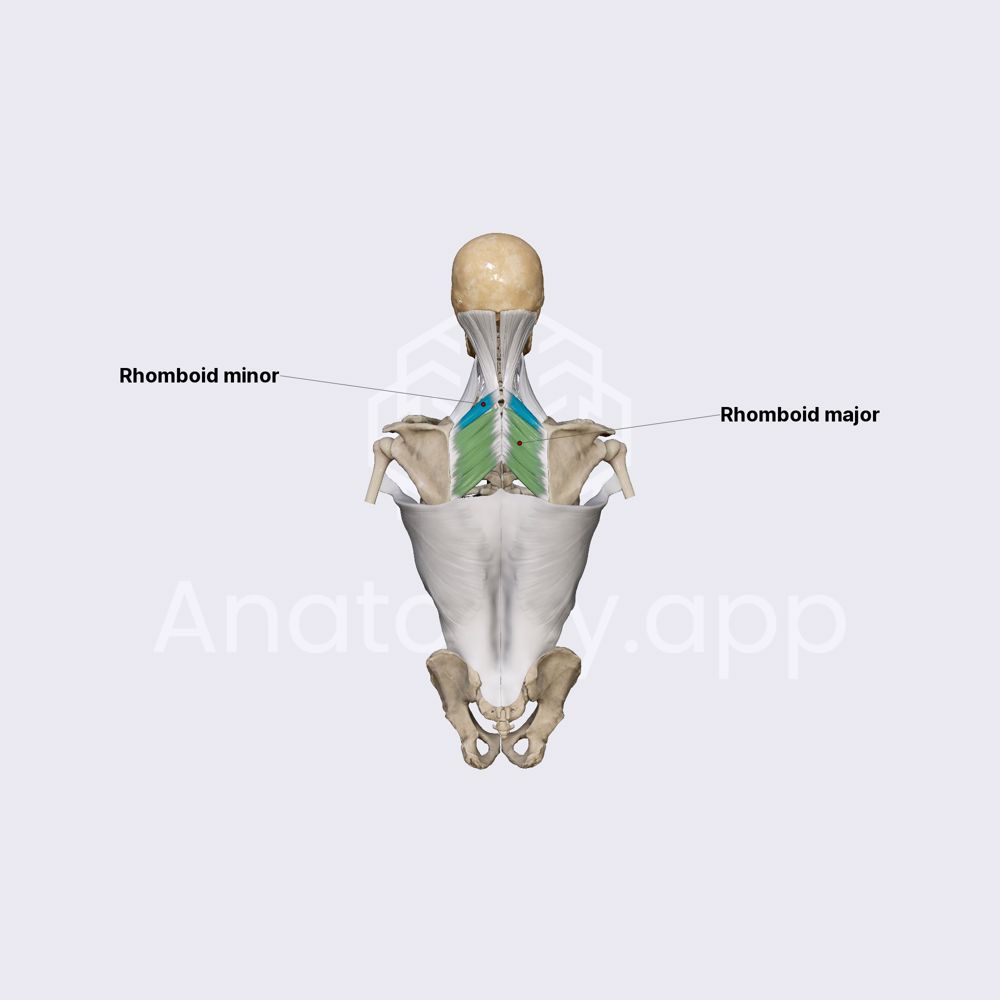 Rhomboid muscles