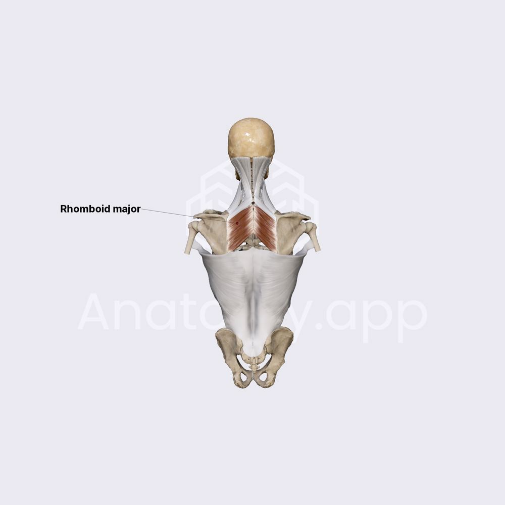 Rhomboid major muscle