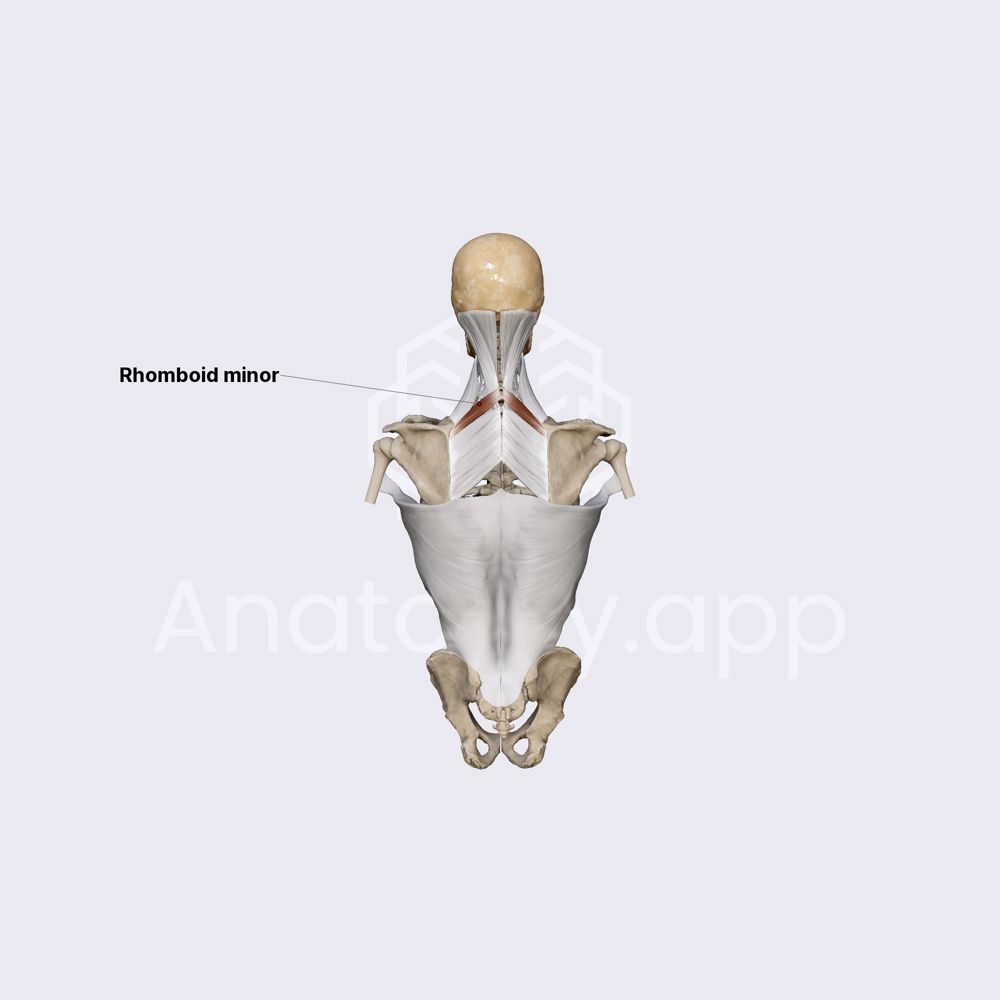 Rhomboid minor muscle