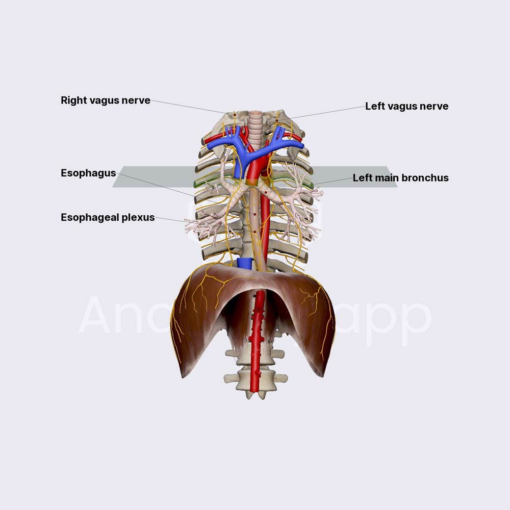Vagus nerve in posterior mediastinum