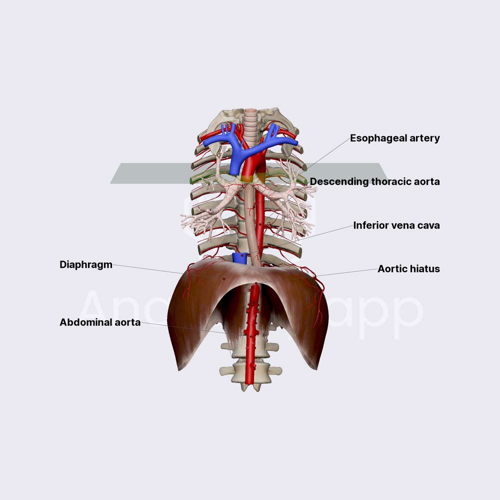 Thoracic aorta (descending thoracic aorta)