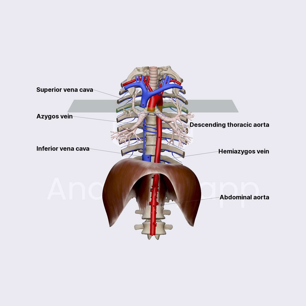Azygos venous system