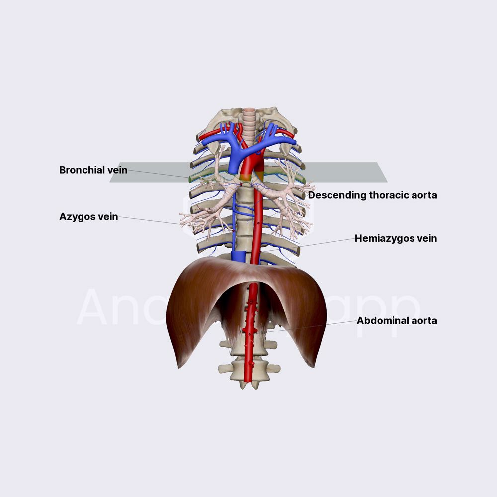 Hemiazygos and accessory hemiazygos veins