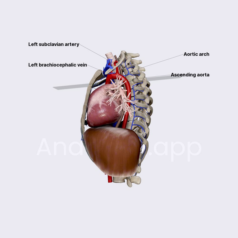 Aortic arch and its branches
