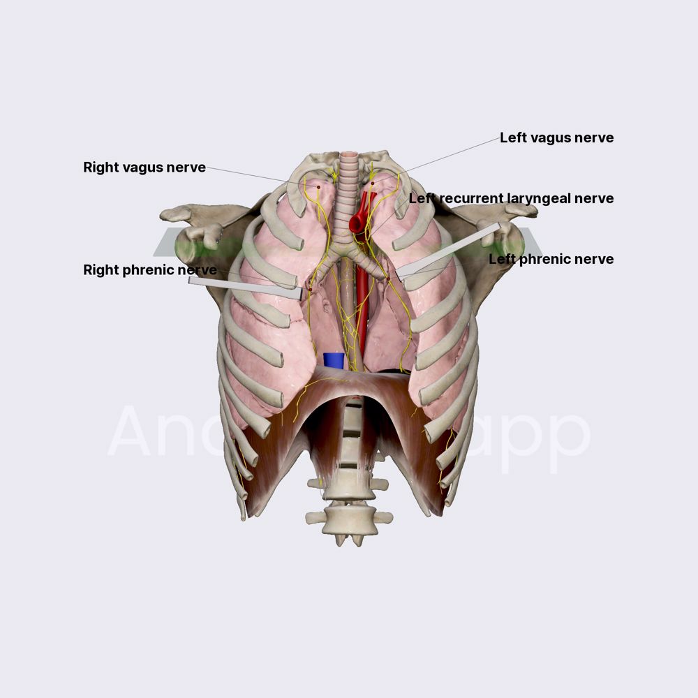 Nerves of superior mediastinum