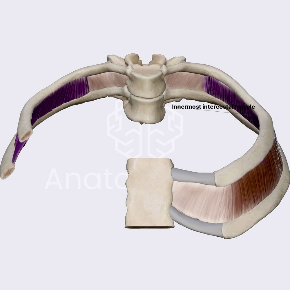 Innermost intercostal muscles