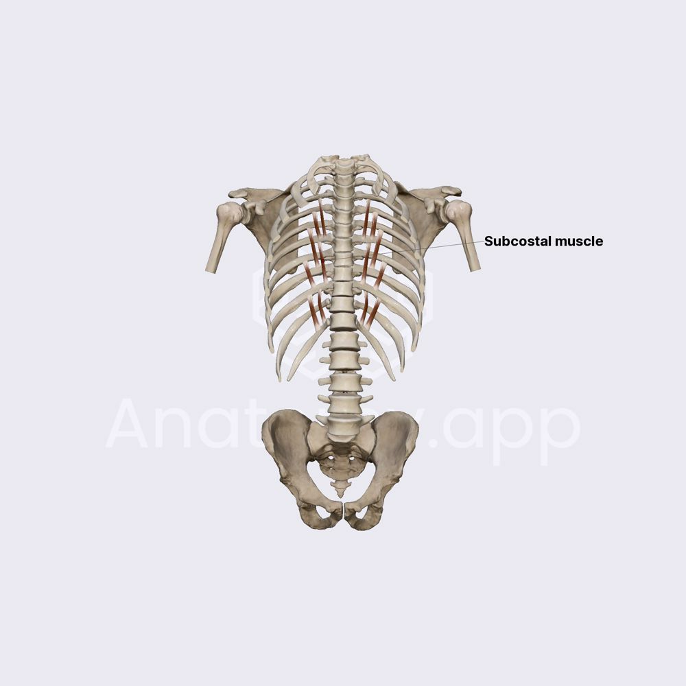 Subcostal muscles