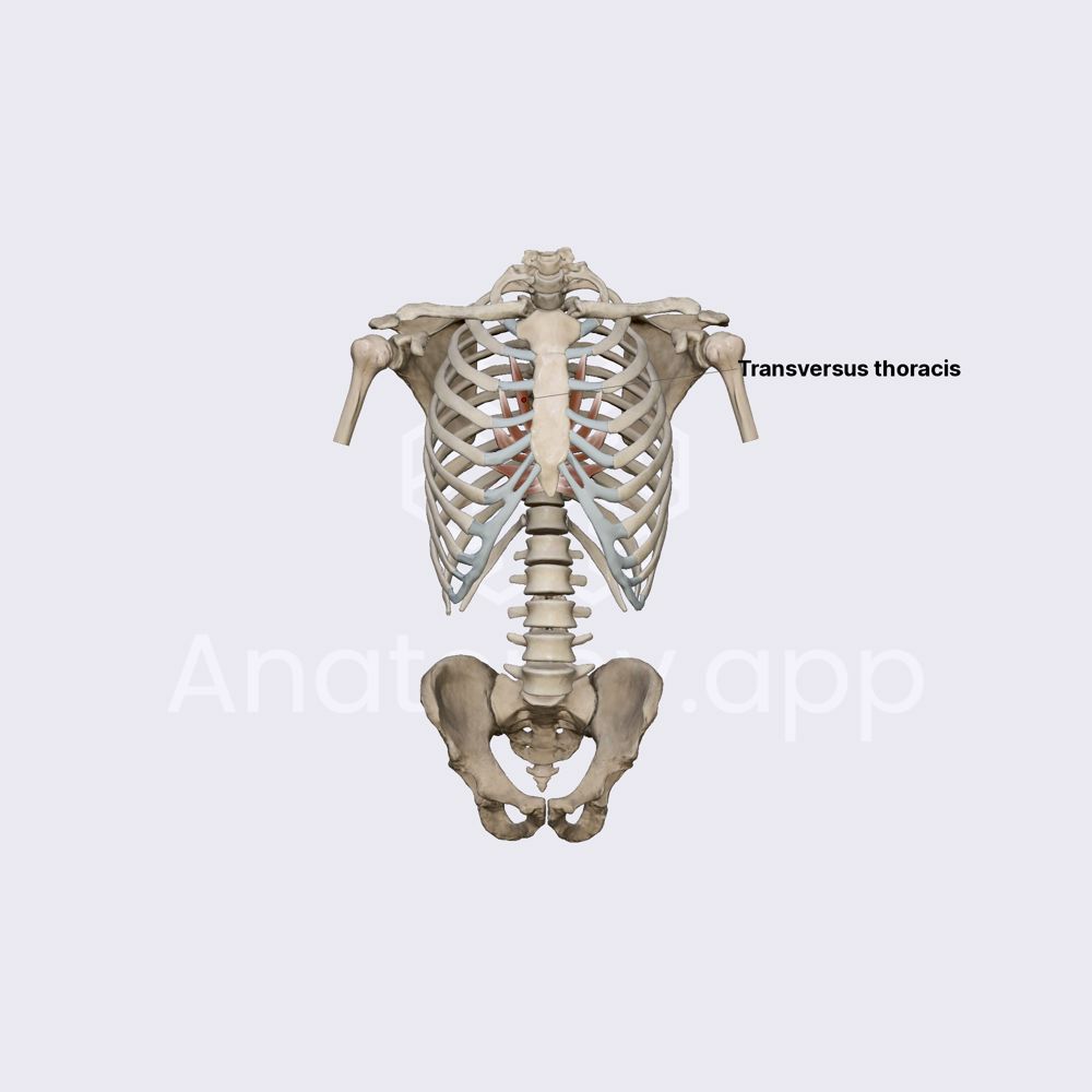 Transversus thoracis