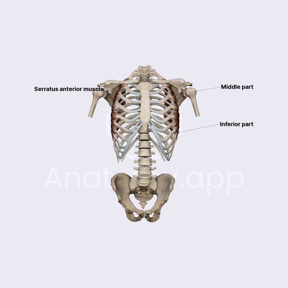 Serratus anterior muscle