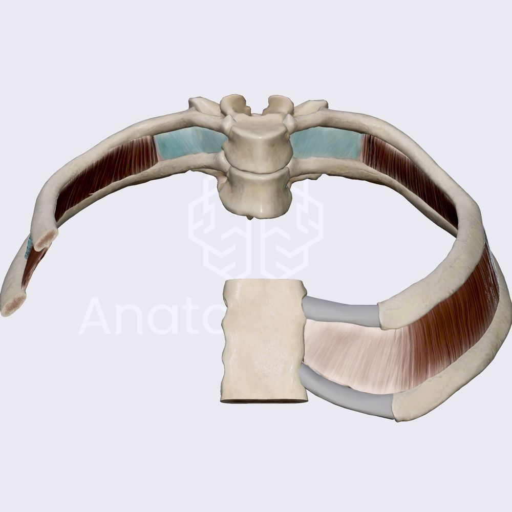Internal intercostal muscles