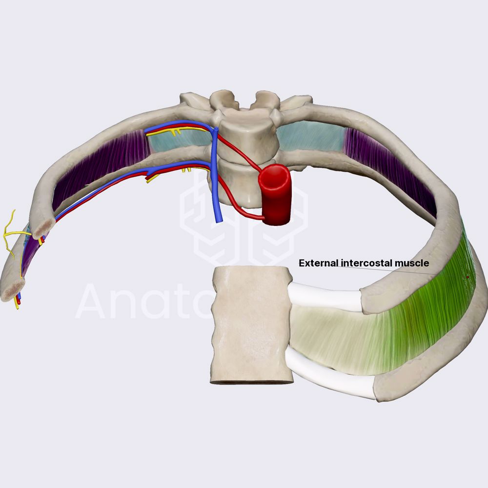 Muscles of intercostal spaces
