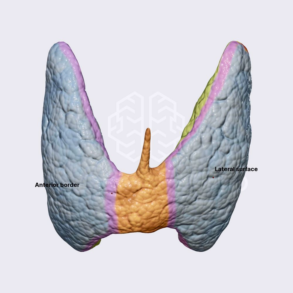 Borders and surfaces of thyroid lobes