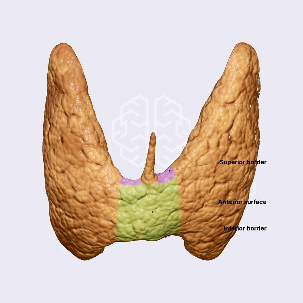 Borders and surfaces of isthmus
