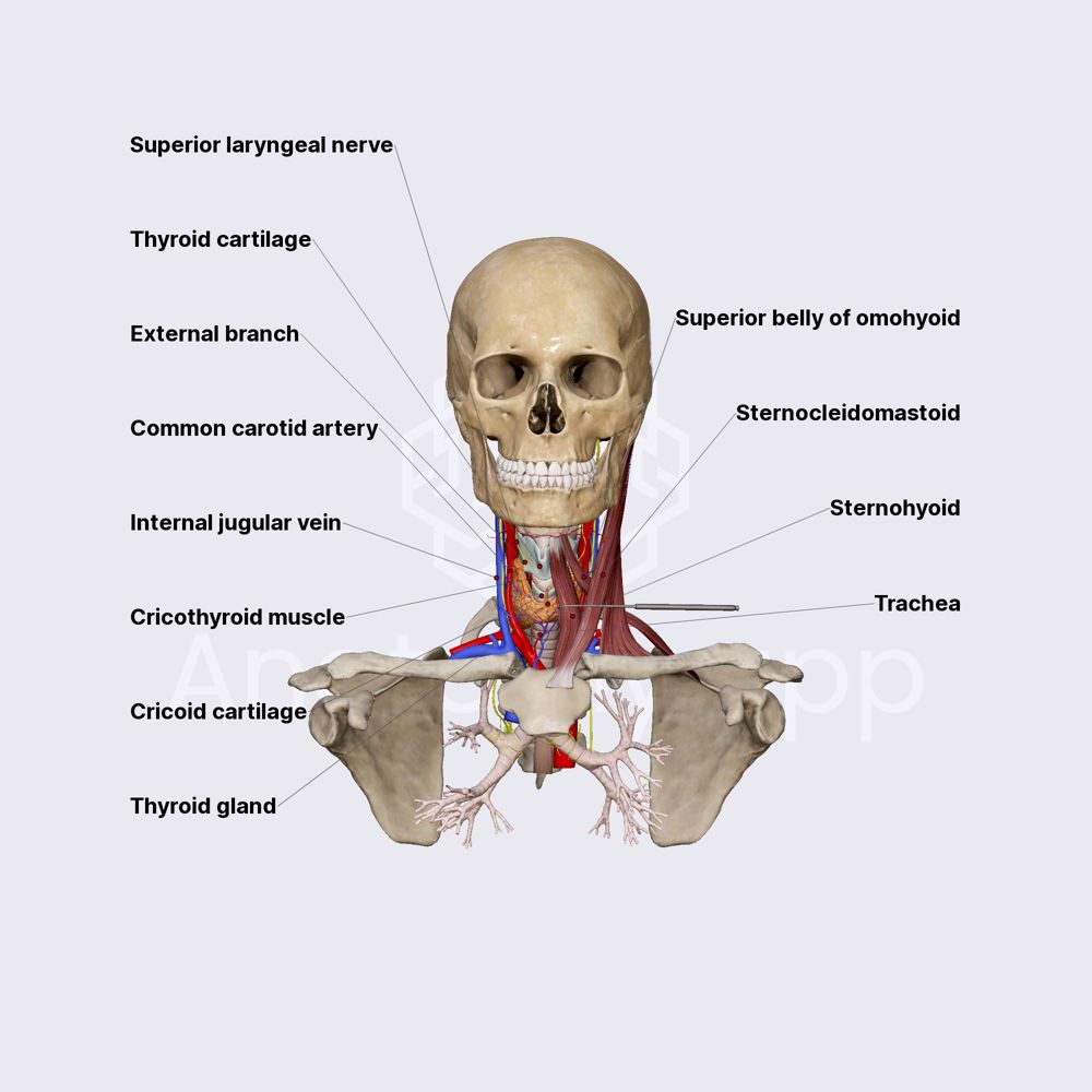 Anatomical relations