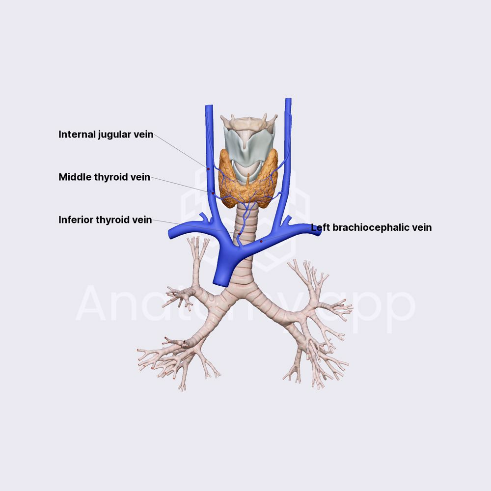Venous drainage of thyroid gland
