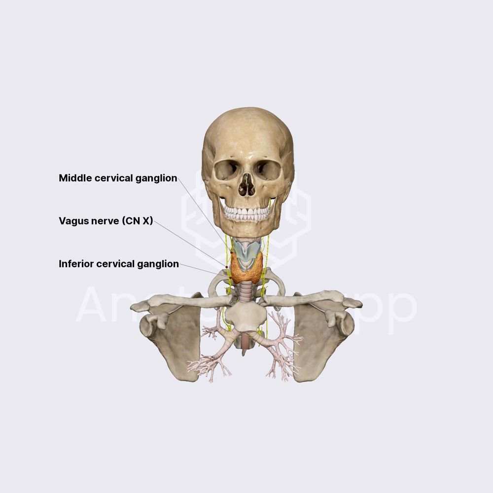 Innervation of thyroid gland