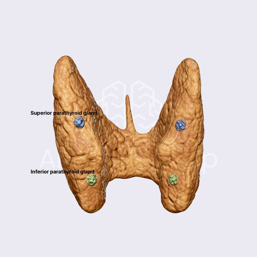 Parathyroid glands