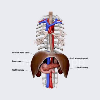 Adrenal glands image