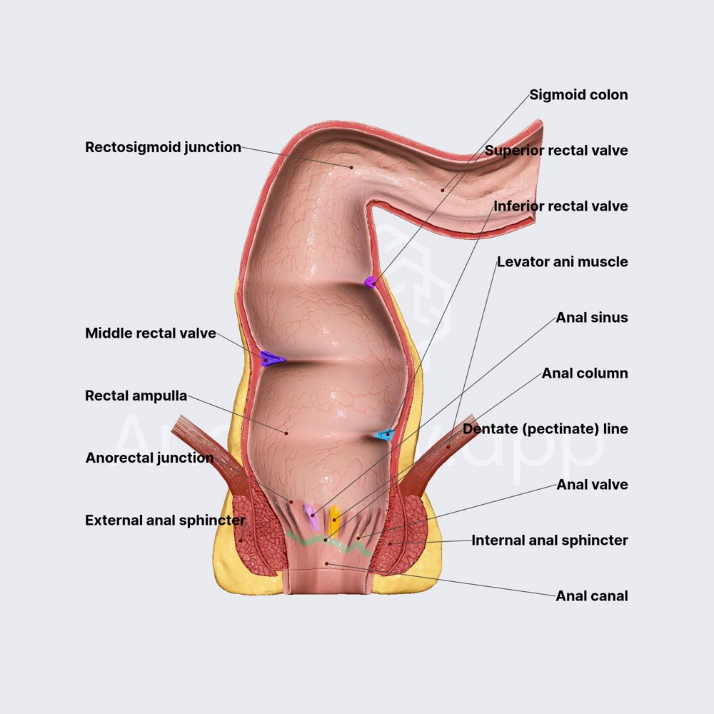 Rectum and anal canal (part 2) 