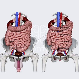 Anatomical relations of urinary bladder  image