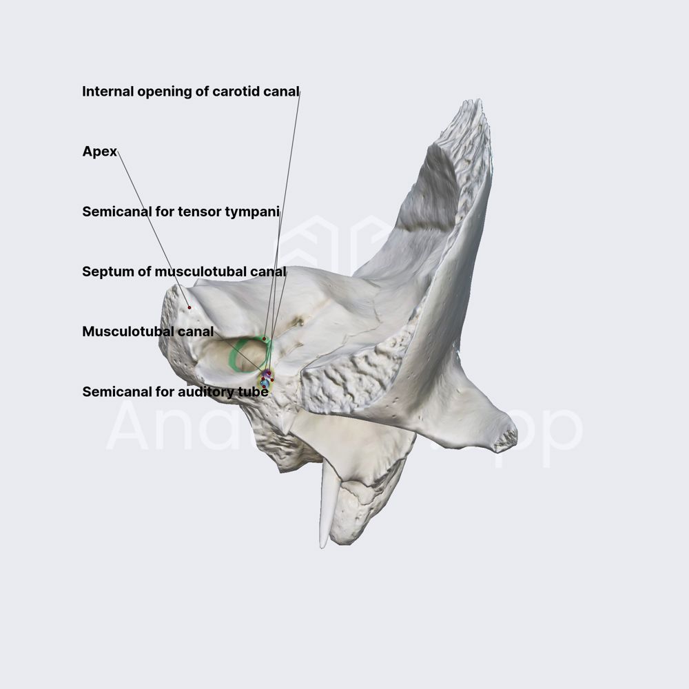 Apex of petrous part