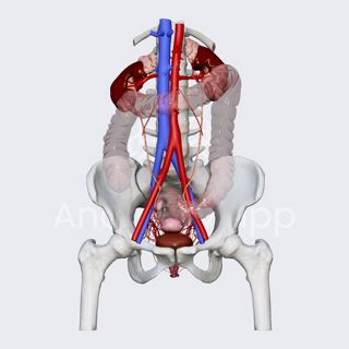Arterial blood supply of female bladder image