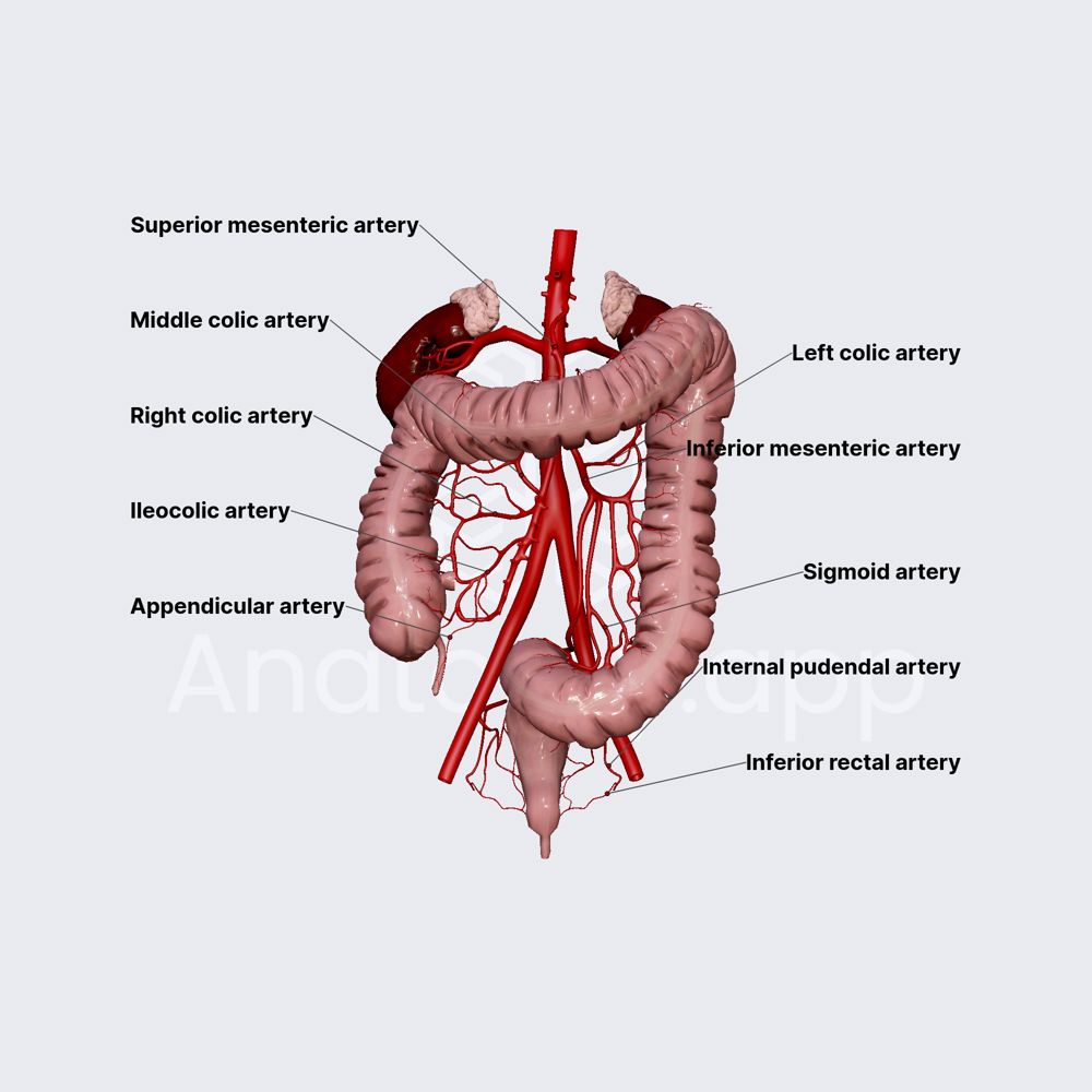 Arterial blood supply of large intestine