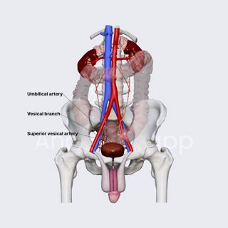 Arterial blood supply of male urinary bladder image