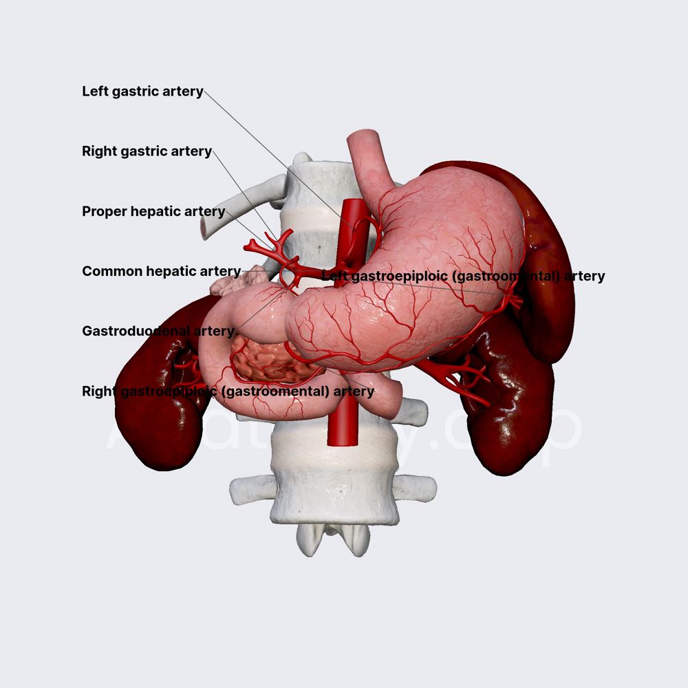 Arterial blood supply of stomach