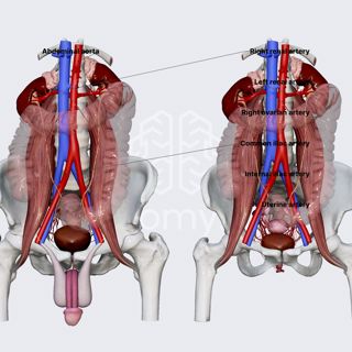 Arterial blood supply of ureters image