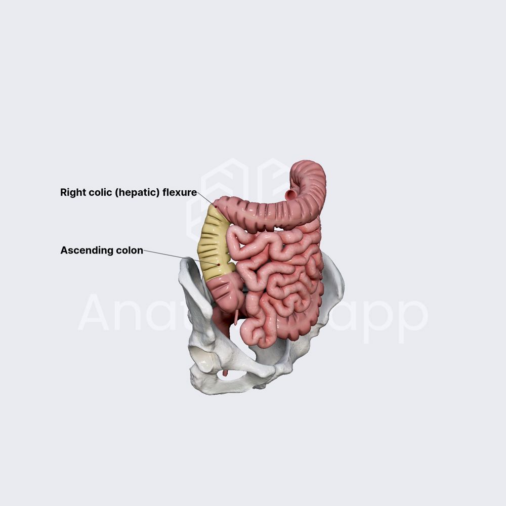 Ascending colon