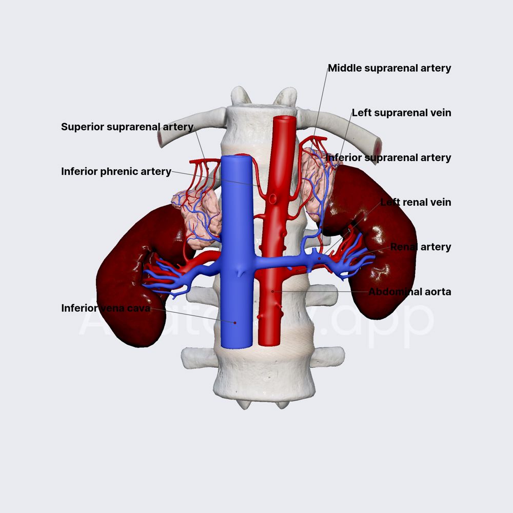 Blood supply and innervation of adrenal (suprarenal) glands
