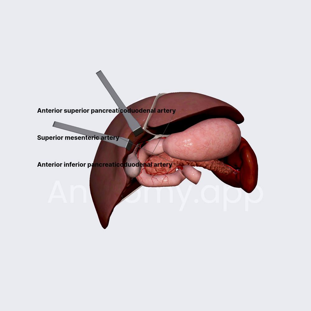 Arterial blood supply of duodenum