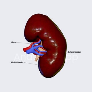 Borders of kidneys image