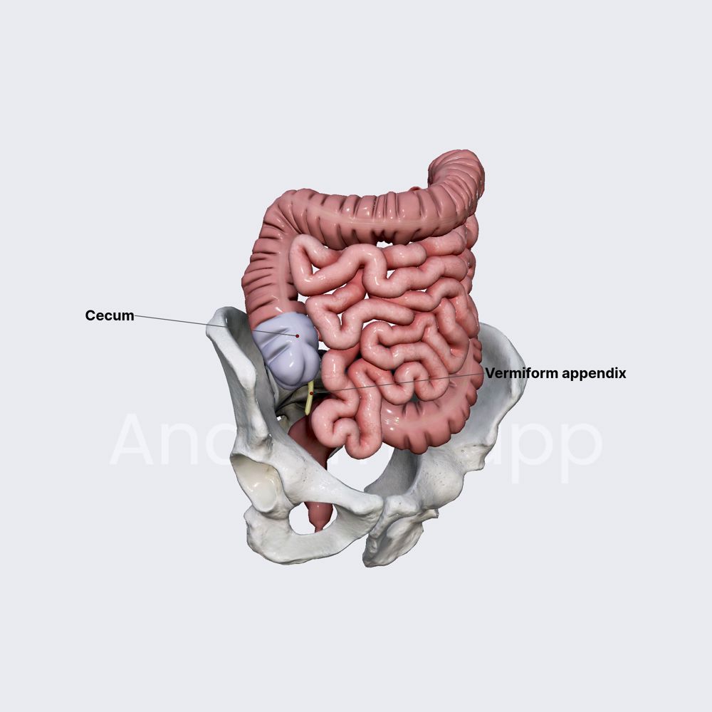 Cecum and vermiform appendix
