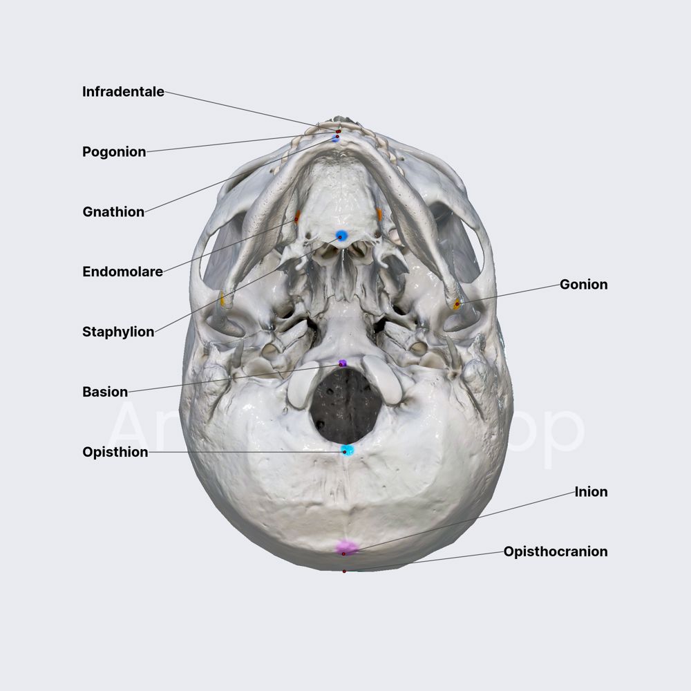 Cranial landmarks (part 2)
